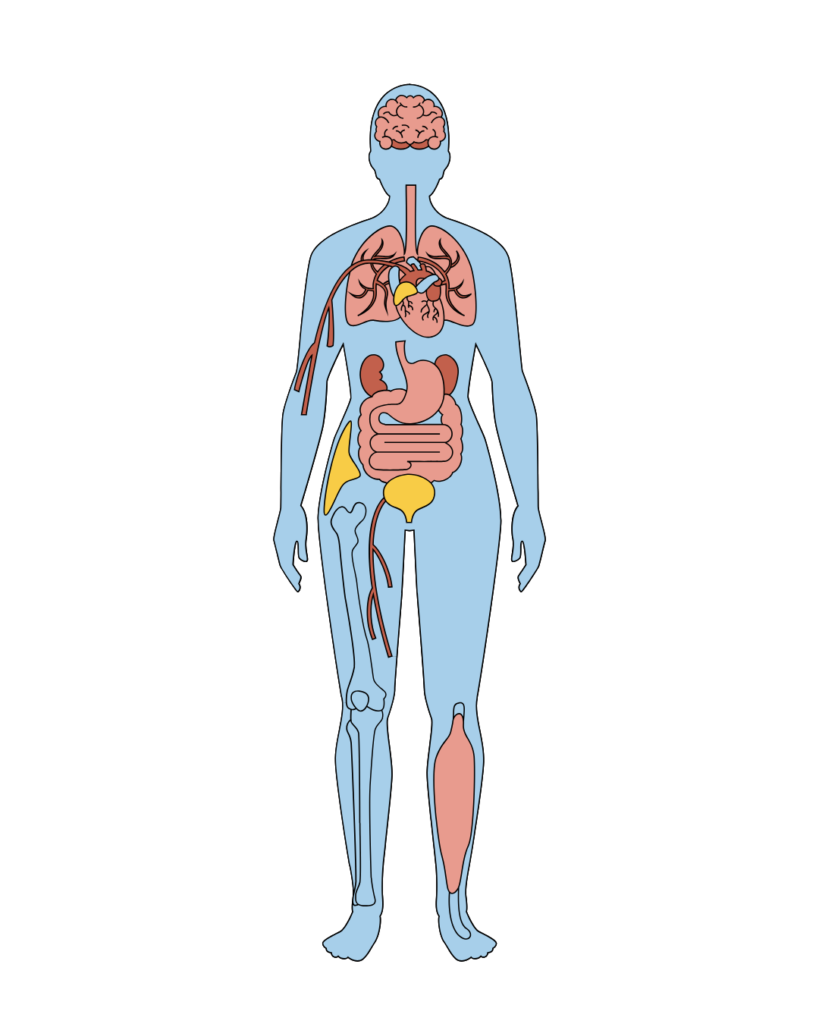 Human body illustration showing how Marijuana and Cannabis Treatment for AIDS may help relieve AIDS Symptoms through the endocannabinoid system.